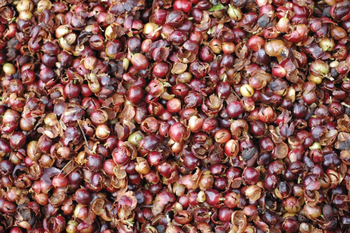 کاسکارا