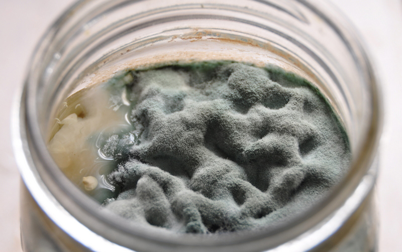 نمونه کپک سطحی روی نوشیدنی